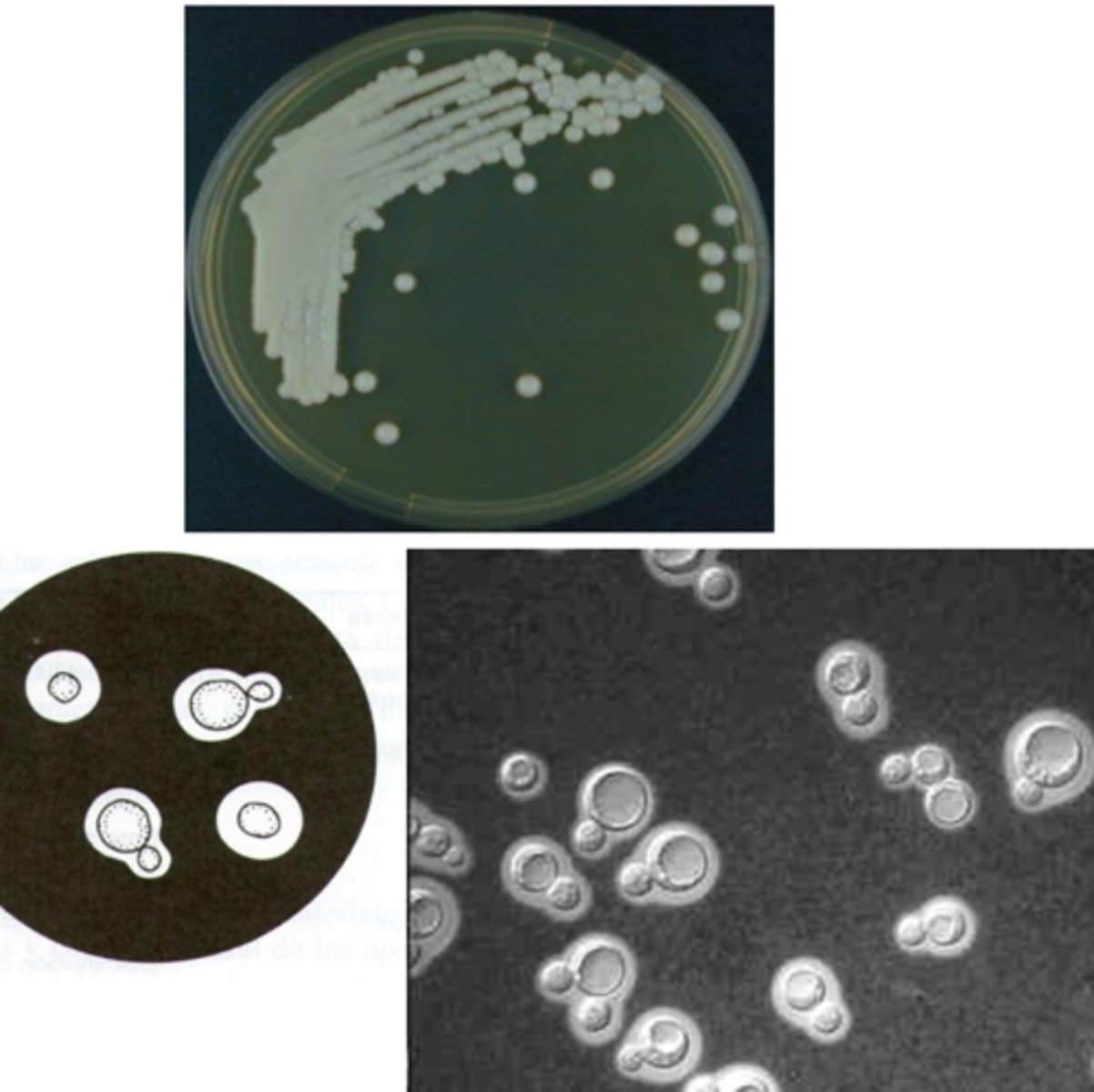 <p>which species?</p>