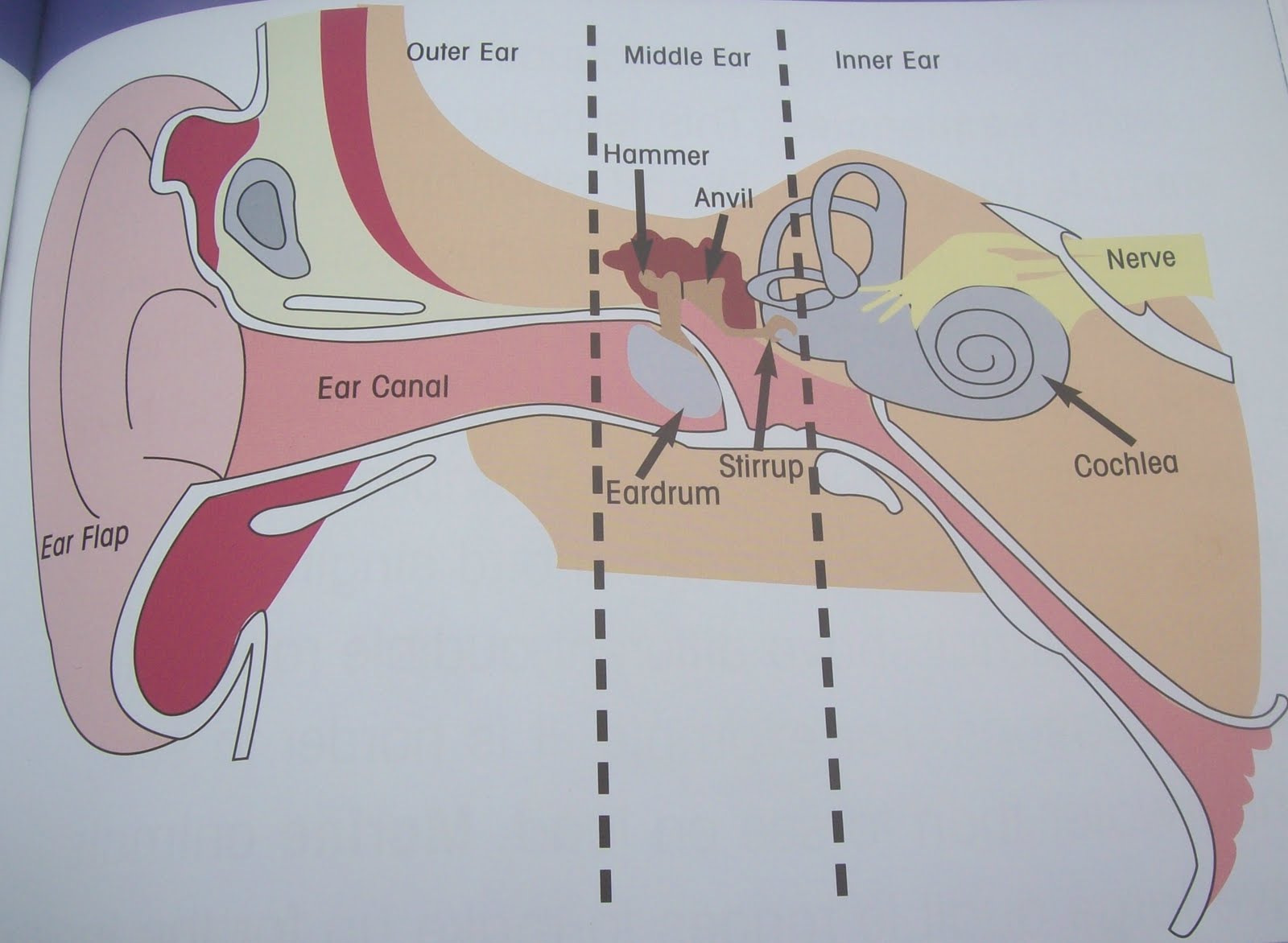 <p><strong>eardrum</strong> <em>(Memorize its location)</em></p>