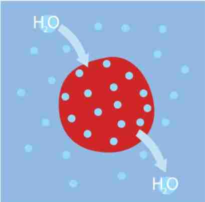 <ul><li><p>solute concentration outside the cell is the same as the inside</p></li><li><p>there is no net flow of water in or out of the cell</p></li></ul>