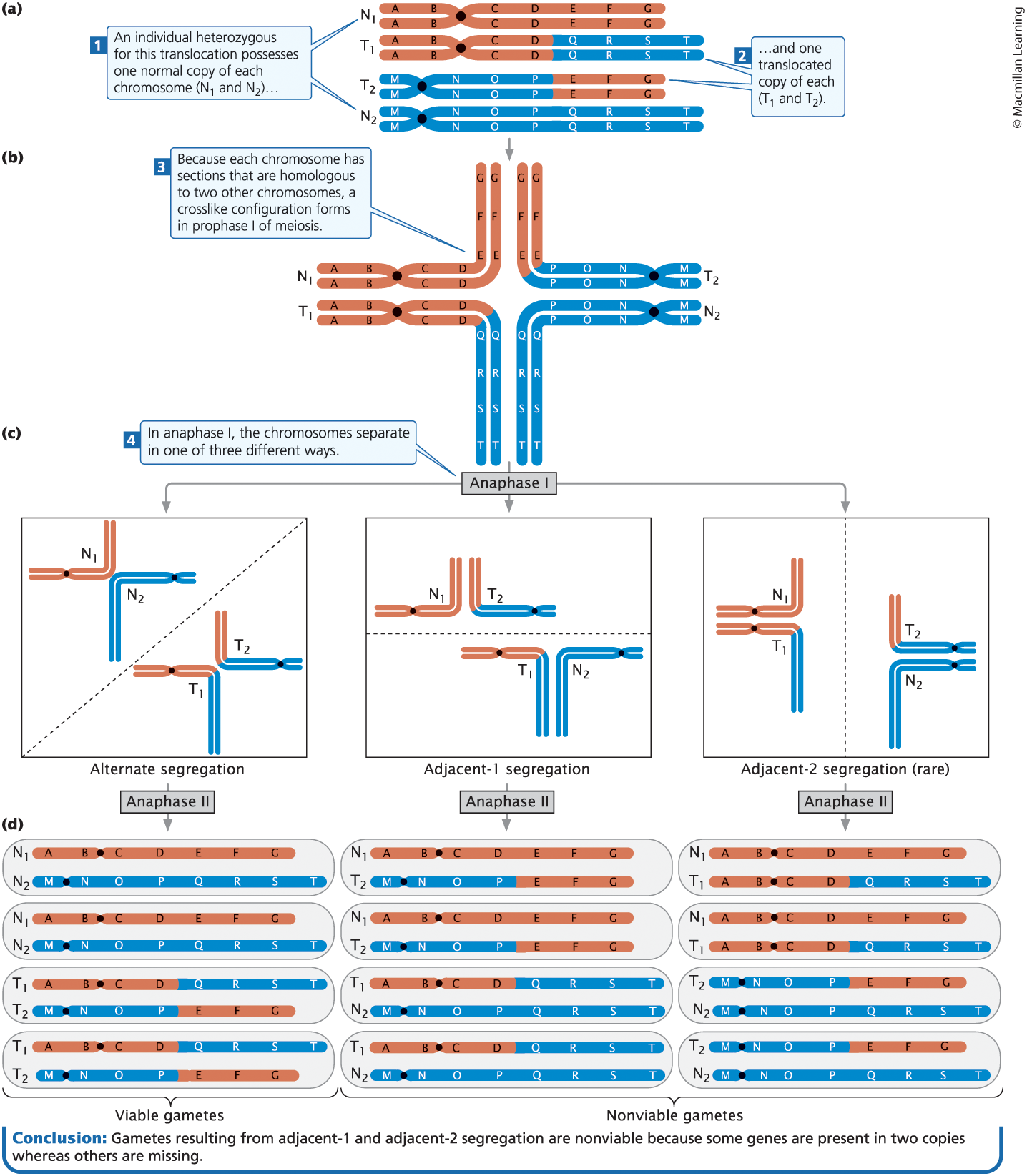 <p><span><span>In an individual heterozygous for a reciprocal translocation, crosslike structures form in homologous pairing</span></span></p>
