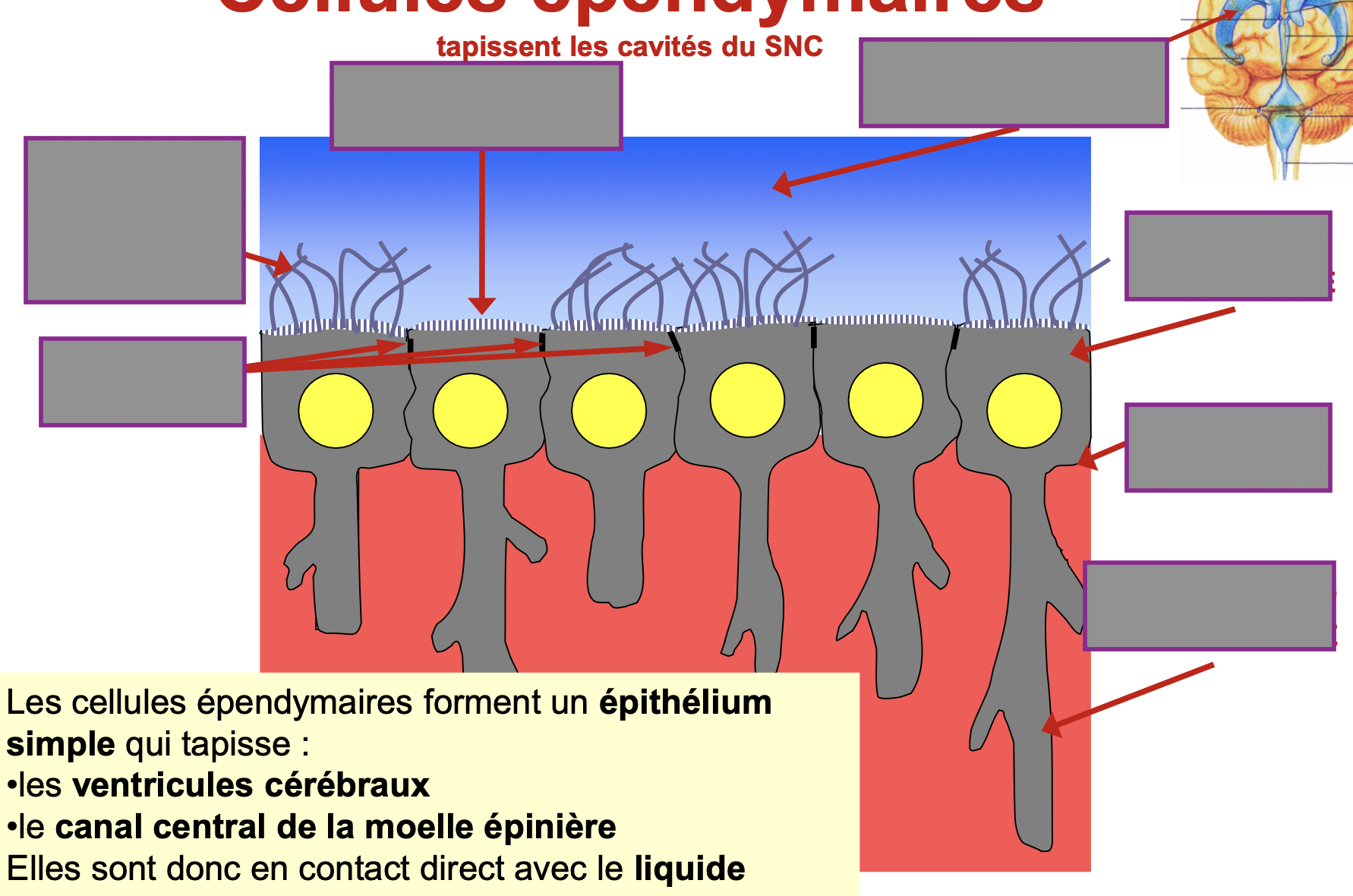 <p>Nomme les différentes parties des cellules épendymaires : </p>