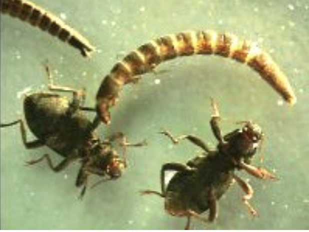 <p>Class 1-pollution sensitive</p>