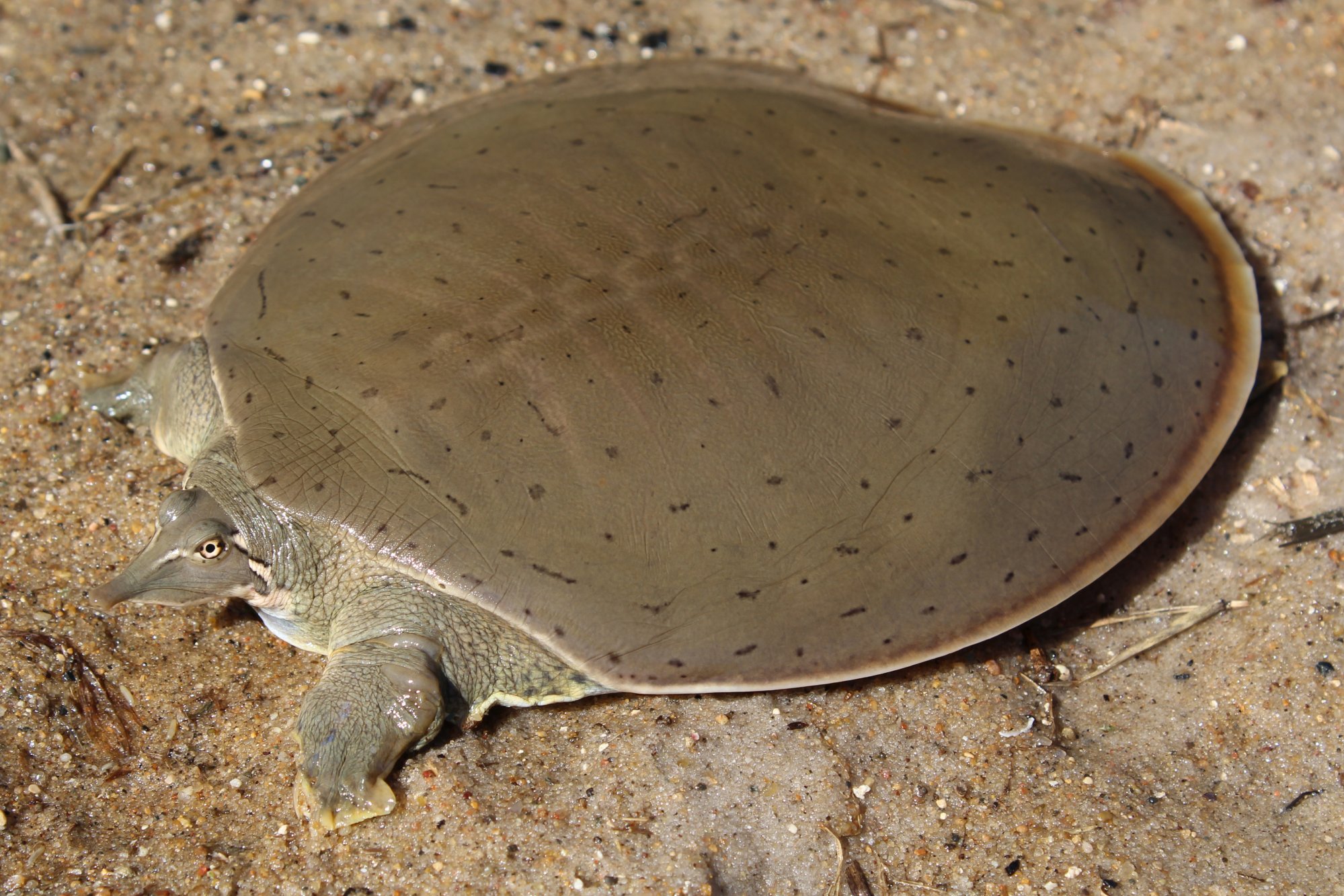 <p>A round, flattened aquatic turtle (males 4.5 to 7.0; females 6.5 to 14.0 inches in length) with a long, tubular snout. </p><p>Carapace (upper shell) is smooth and olive-gray or brown; males have faint dots and dashes while females have mottled blotches. The plastron (lower shell) is a plain gray or cream color.</p><p>A light stripe, with a dark, thin border, extends from the eye down each side of the neck.</p><p>Adult females are larger and have longer hind claws.</p><p>Males have longer, thicker tails. Young are olive-colored and covered with dots.</p>