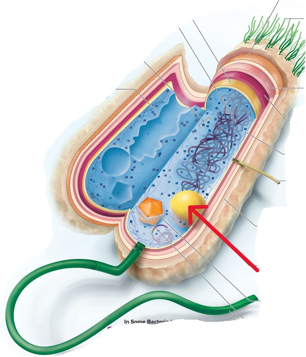 <p>Which structure of a Bacterial:</p><ul><li><p>Stored nutrients such as fat, phosphate, or glycogen deposited in dense crystals or particles that can be tapped into when needed</p></li></ul><p></p>