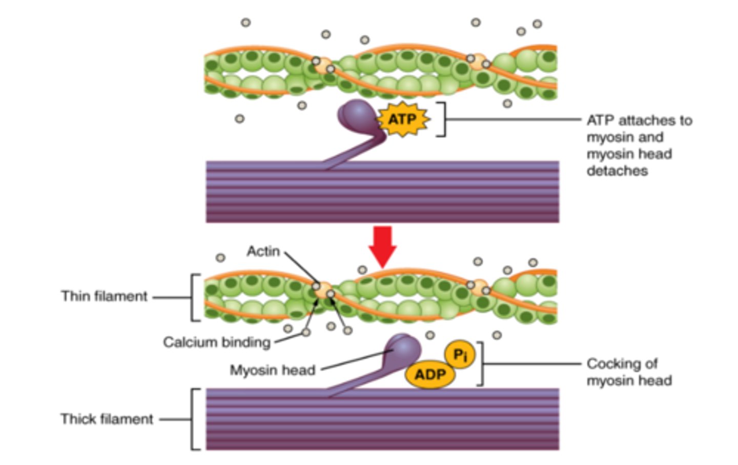 <p>- Crossbridge is broken when ATP binds to the myosin head (it causes the myosin head to detach from actin)</p><p>- The hydrolysis of ATP gives the energy needed for the myosin head to extend itself (to be "cocked") ready to bind to a new binding site</p>