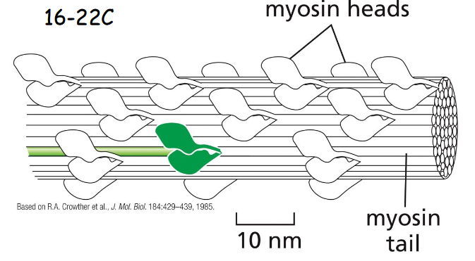 <p>In the relaxed (noncontracting) state, the two heads of a myosin molecule are bent backward and sterically interfere with each other to switch off their activity. An individual myosin molecule in the inactive state is highlighted in green. The cytoplasmic myosin II filaments in non- muscle cells are much smaller but are organized similarly</p>