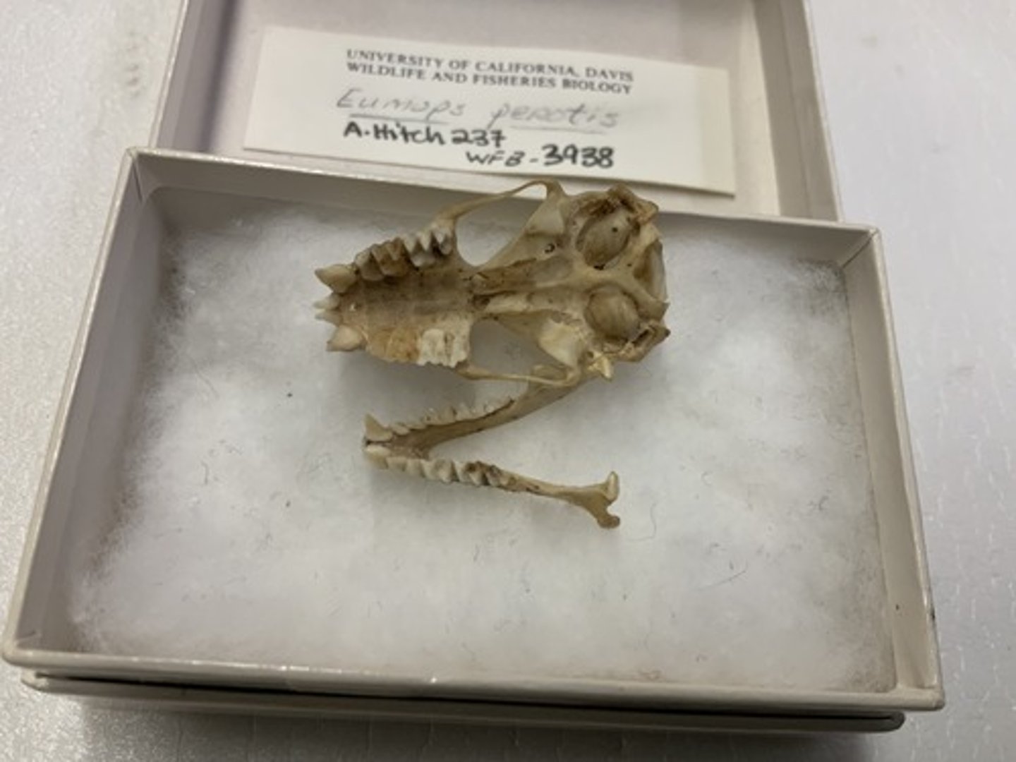 <p>Family, Order, Infraclass, Subclass</p><p>-short palate bone</p><p>-premaxillae with nasal pranches </p><p>-free tail, small tragus</p><p>-1I / 1-3i</p><img src="https://assets.knowt.com/user-attachments/77fe254a-3647-40ae-b273-01ff4400fe21.jpg" data-width="100%" data-align="center"><p></p>