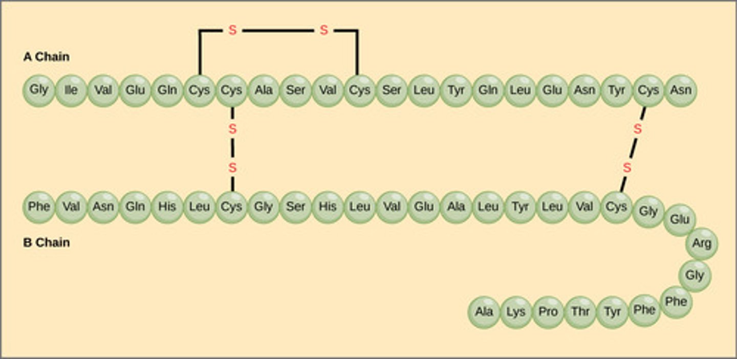 <p>proteins</p>