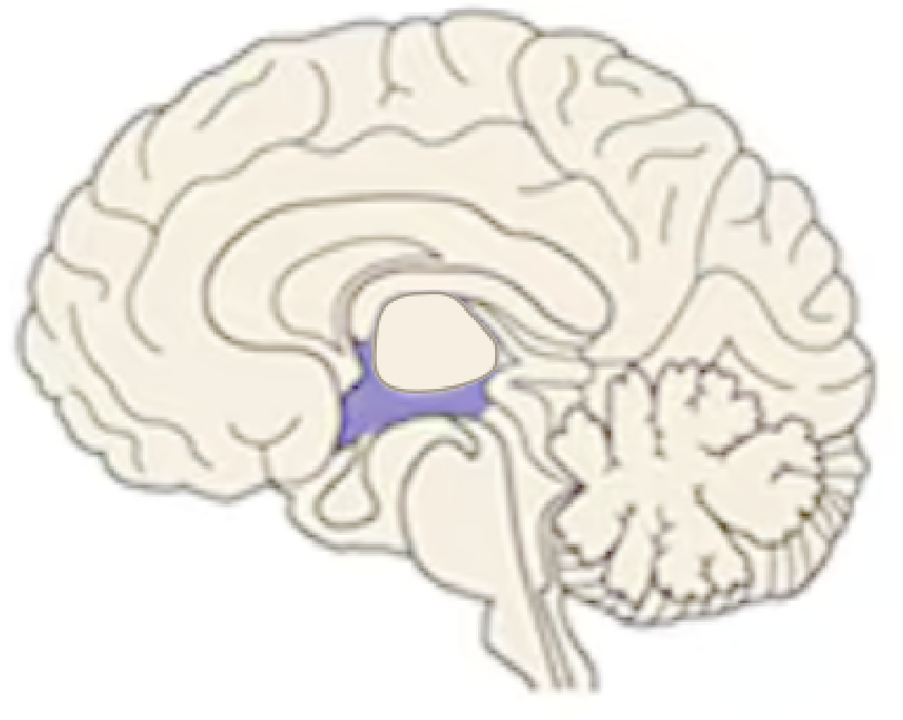 <p>Name this part of the brain:</p>