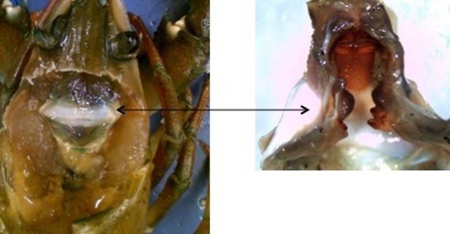 <p>a grinding food structure</p>