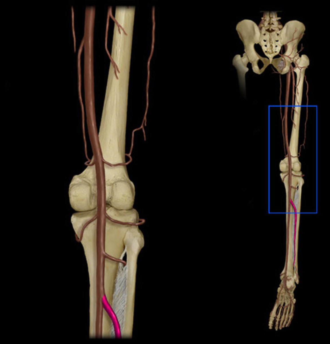 knowt flashcard image