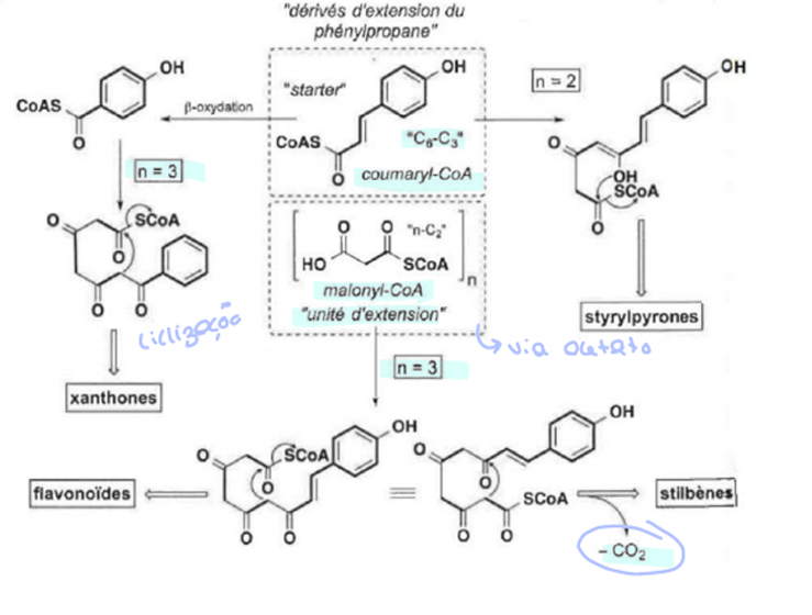 <p>Apesar de serem da via chiquimato, têm biossíntese mista. A via chiquimato dá origem ao ácido-p-cumarinico que é ativo na forma de cumaril-coA. São adicionadas unidades de malonil-coA, da via acetato, a estes compostos, que podem sofrer b-oxidação passando a ter cadeias laterais mais curtas (xantonas, C6-C1), ou não (Flavonoides, estilbenóides, no entanto os estilbenóides não têm 15 carbonos como os flavonoides porque sofrem uma descarboxilação, onde sai CO2).</p>