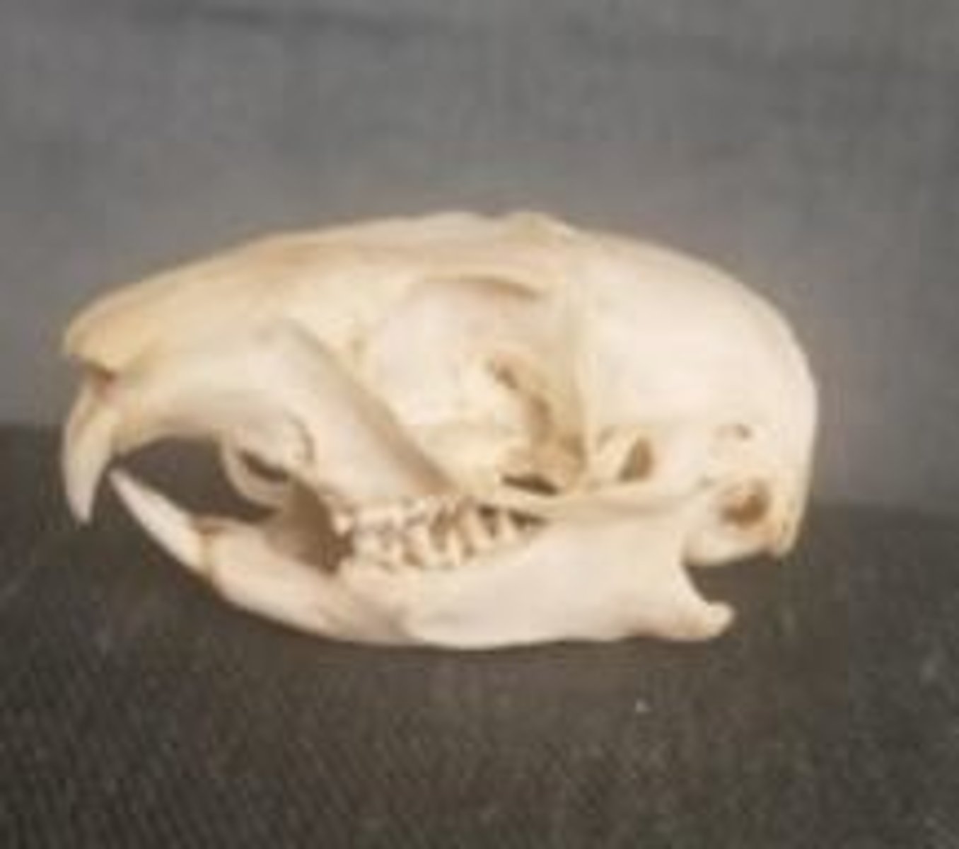 <p>What animal is this? Answer with "Skull" after animal name.</p>