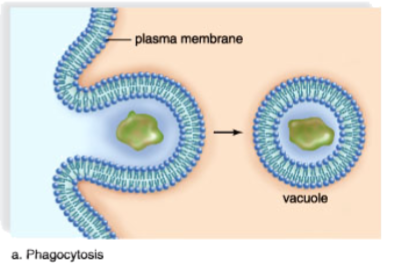 <p>Phagocytosis (which is shown), pinocytosis, receptor-mediated endocytosis</p>