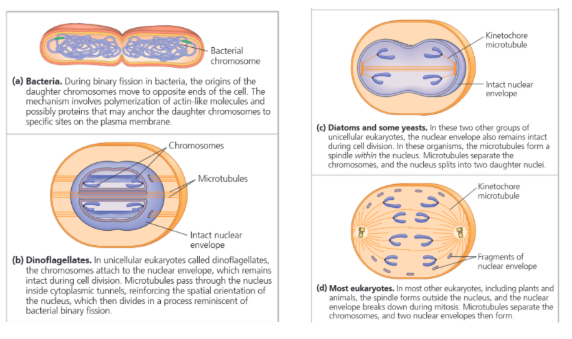 <ul><li><p><span style="background-color: transparent;"><span>Proteins involved in bacterial binary fission are related to eukaryotic proteins that function in mitosis. </span></span></p></li><li><p><span style="background-color: transparent;"><span>Two unusual types of nuclear division that keep the nuclear envelope intact.</span></span></p></li></ul><p></p>