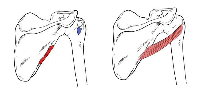 <p>What is the insertion for teres minor?</p>