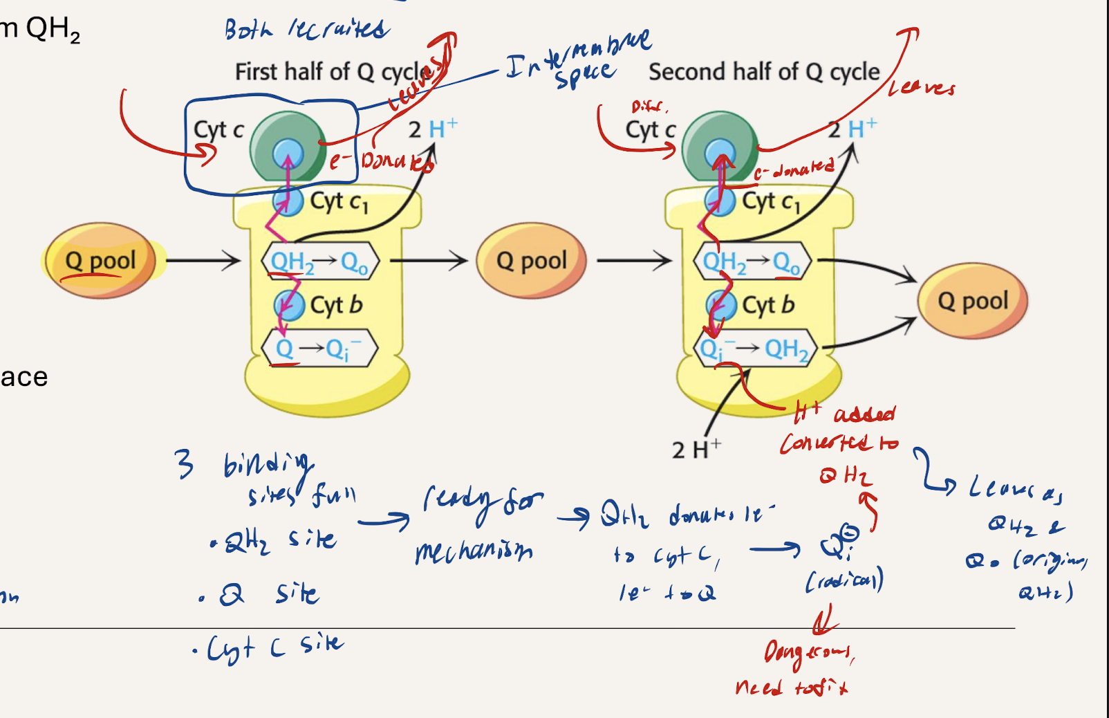 <p>Ubiquinol (QH2) and Ubiquinone (Q) from the Q pool are used. QH2 from C1 or C2 enters. One e- is donated to CytC, reducing it, and then it proceeds to C4. The other e- gets donated to a  (Q) in C3 creating a reactive Qi- radical. 2H+ get pumped out</p>