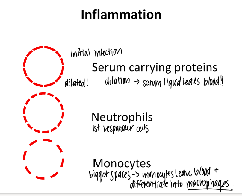 <ol><li><p>JUST serum w/ proteins </p></li><li><p>neutrophils </p></li><li><p>monocytes (which turn into dendritic cells + macrophages. </p></li></ol>