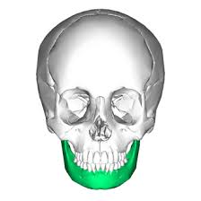 <p>The lower jawbone. It is the only movable bone in the skull and forms the chin.</p>