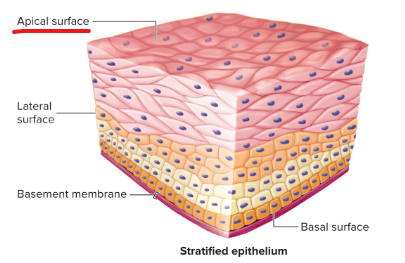 <p>the surface of an epithelial cell facing the lumen or external environment</p>