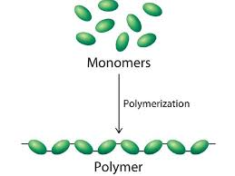 <p>Monomers</p>