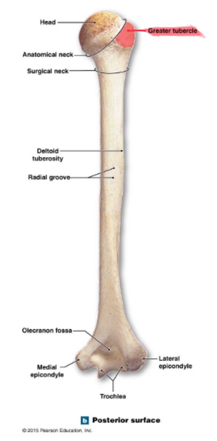 <p>prominent feature of the proximal end are muscle attachments</p>