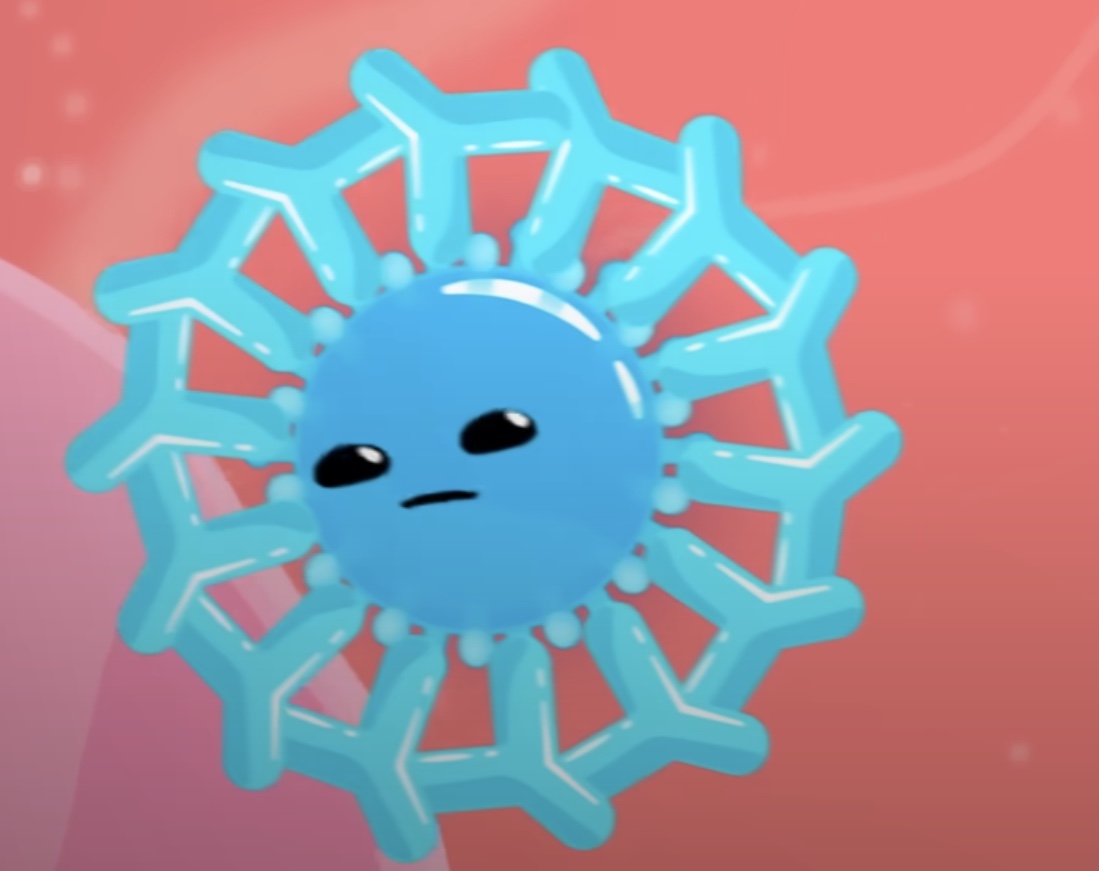 <ul><li><p><span style="color: red"><strong>block</strong></span> pathogens from<strong> doing further infection</strong></p><p></p></li><li><p><span style="color: blue"><strong>tag</strong></span> pathogens</p><p>( so phagocytes know what to eat )</p></li></ul><p></p>