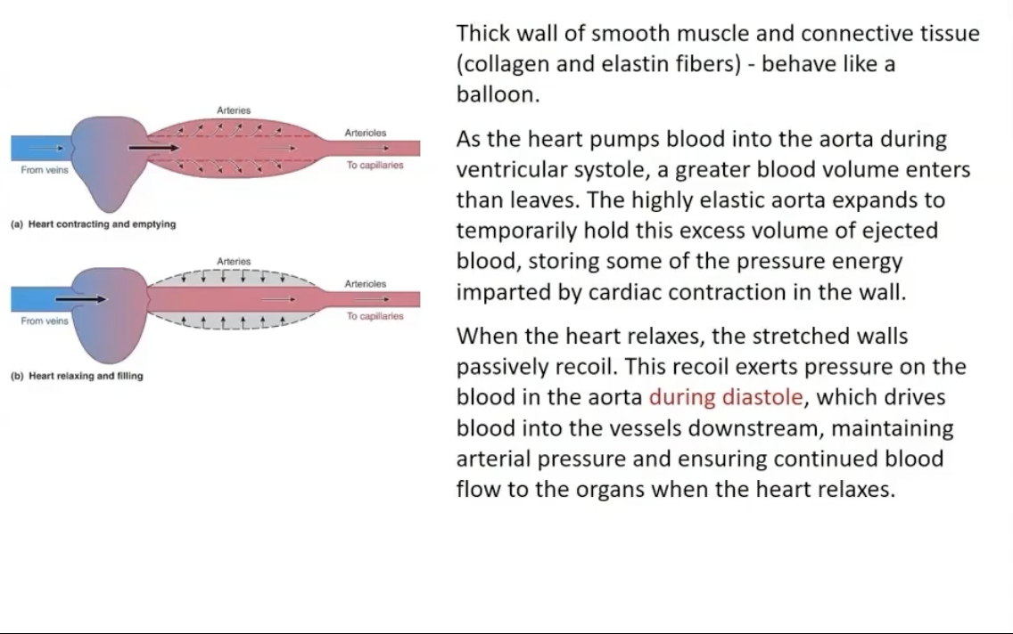 <p>Made of thick wall of smooth muscle and connective tissue and behaves like a baloon</p>