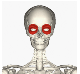 <p>INSERTION of orbicularis oculi</p>