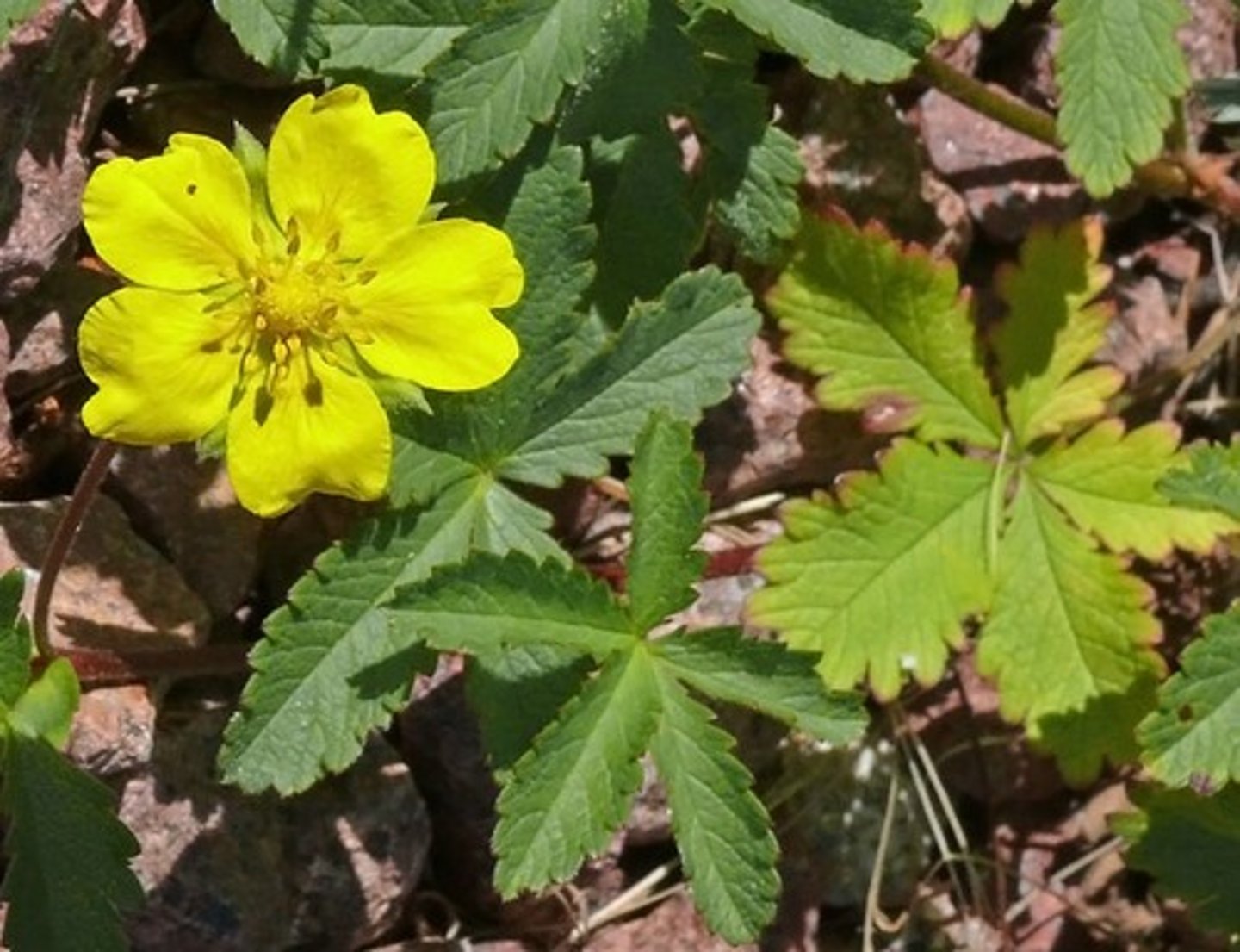 <p>welke plant</p>