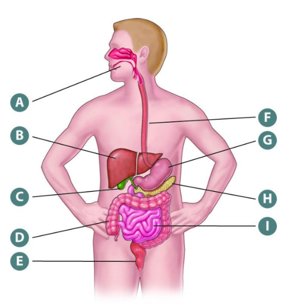 <p>What structure is “I”?</p>