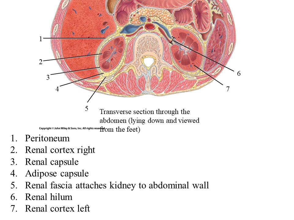 <ol start="5"><li><p>Renal Fascia</p></li></ol>