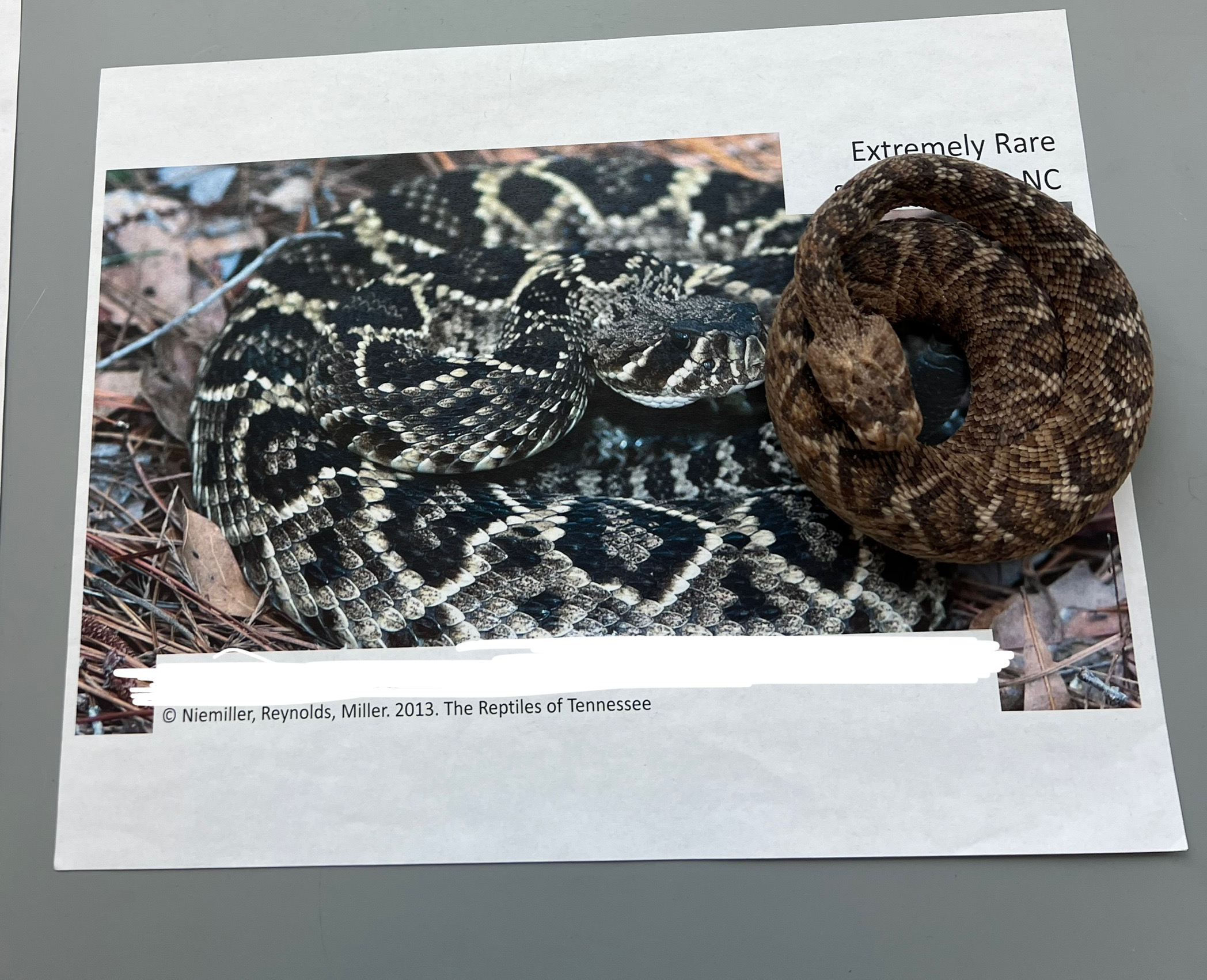 <p>What are the common and scientific names of this animal?</p>