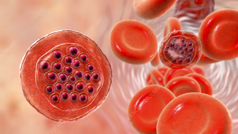 <p><em><span>Plasmodium</span></em><span> (protoctist) </span></p>