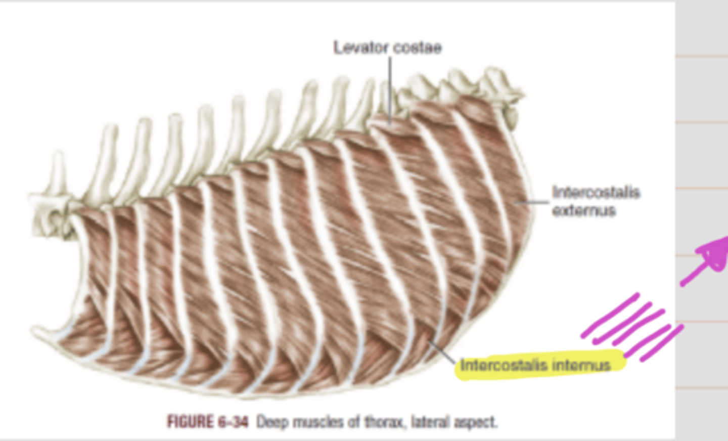 <p><span class="bgP">Innervate :</span>   intercostal nerves</p><p><span class="bgP">function</span> : draws ribs backward and contract the thorax = expiration process</p><p><span class="bgP">where :</span> ribs</p>