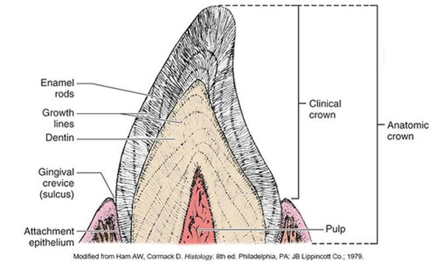 <p>The two components are the enamel rod and the rod sheath.</p>