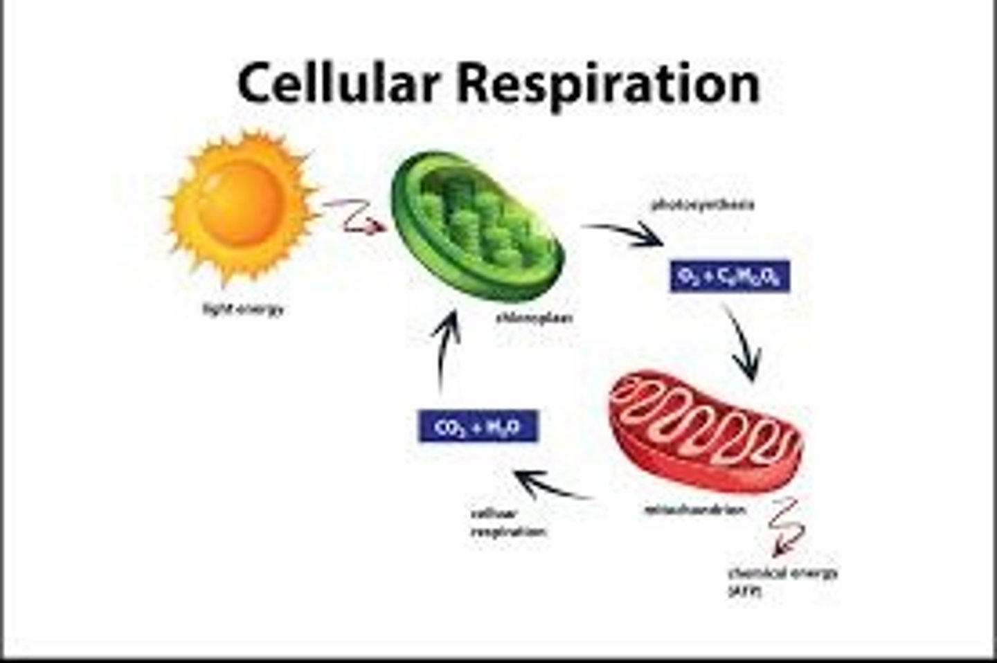 <p>C6H12O6 + 6 O2 → 6 CO2 + 6 H2O + Energy (ATP + heat).</p>