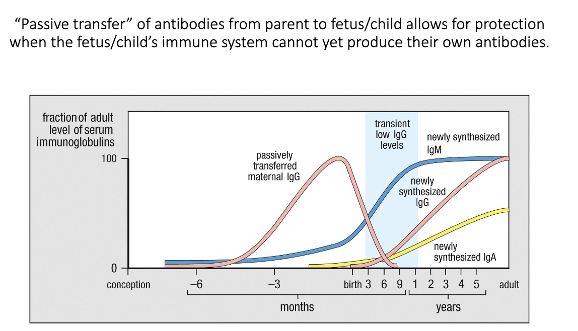 <ul><li><p class="isSelectedEnd"><span>During pregnancy, </span><strong><span>maternal IgG crosses the placenta</span></strong><span> to the fetus.</span></p></li><li><p class="isSelectedEnd"><span>After birth, the newborn briefly has </span><strong><span>low antibody levels</span></strong><span> until its own IgG/IgA production ramps up.</span></p></li><li><p class="isSelectedEnd"><span>During this window, </span><strong><span>maternal IgA from breast milk</span></strong><span> protects the infant’s gut.</span></p></li><li><p><span>Combined, these mechanisms provide </span><strong><span>early-life immunity</span></strong><span> before the baby’s immune system matures.</span></p></li></ul><p></p>
