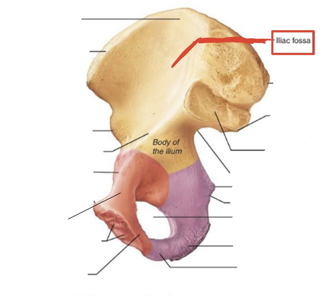 <p><span><span>Iliac fossa</span></span></p>