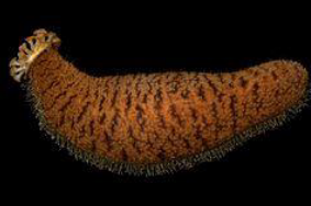 <p>Holothuroidea</p>