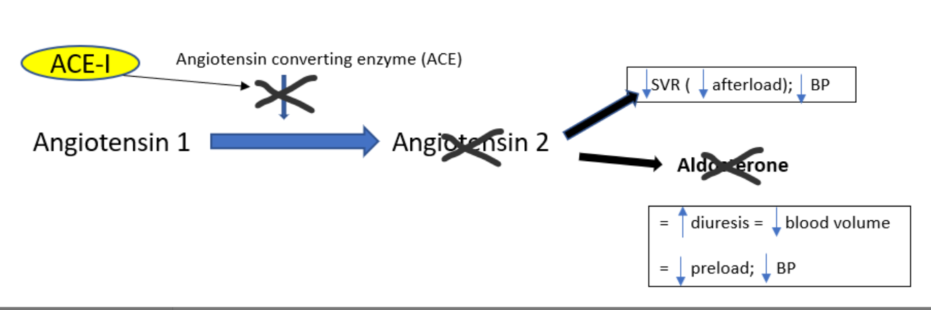 <ul><li><p>block conversion of angiotensin I → angiotensin II</p></li><li><p>↓ vasoconstriction → ↓ SVR (afterload)</p></li><li><p>↓ aldosterone = ↑ diuresis</p></li><li><p>↓ blood volume = ↓ preload</p></li><li><p>↓ BP</p></li></ul><p></p>