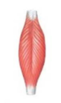 <p>rectus femoris muscle</p>