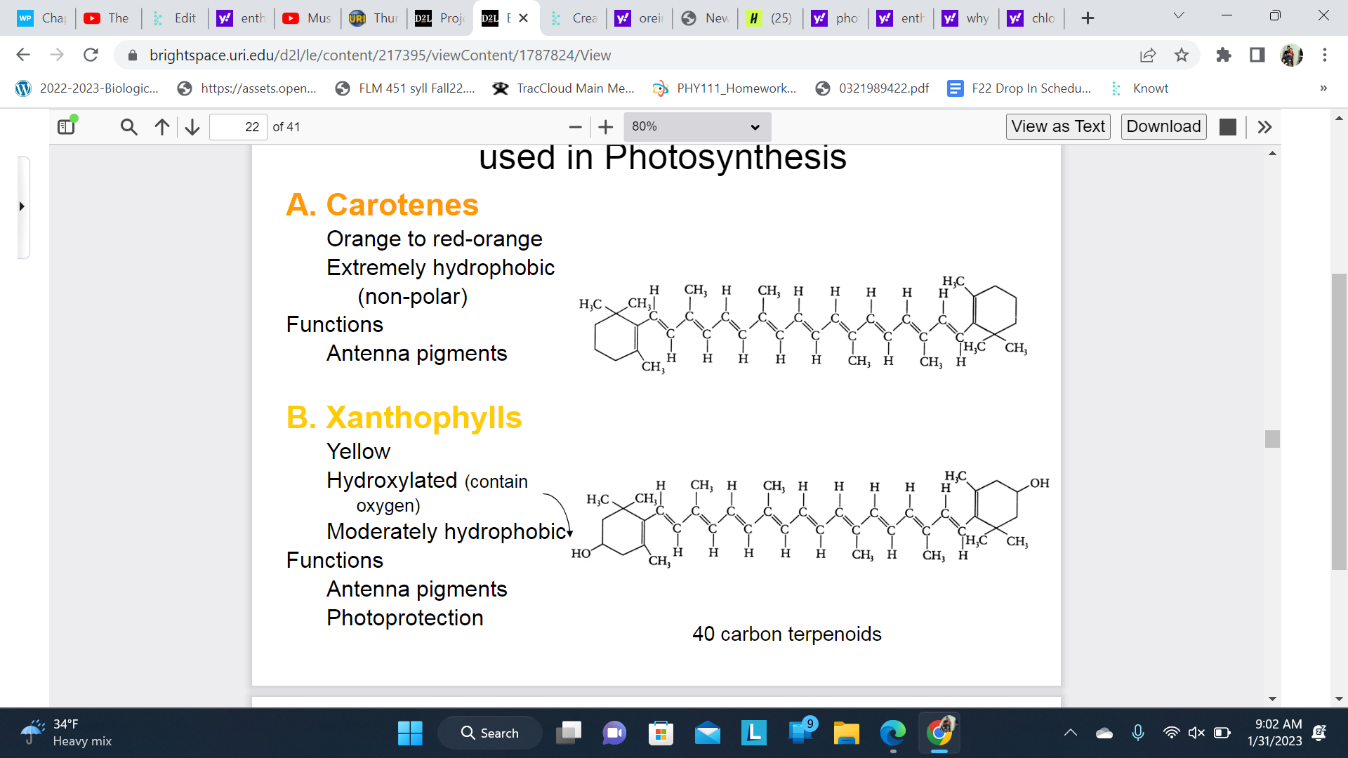 A. Carotenes 

Orange to red-orange 

Extremely hydrophobic (non-polar) 

Functions: Antenna pigments 

\
B. Xanthophylls 

Yellow 

Hydroxylated (contain oxygen) 

Moderately hydrophobic

Functions: Antenna pigments 

Photoprotection 

\
The role of the antenna pigments is to collect light energy from the sun and transfer it to reaction centers. 