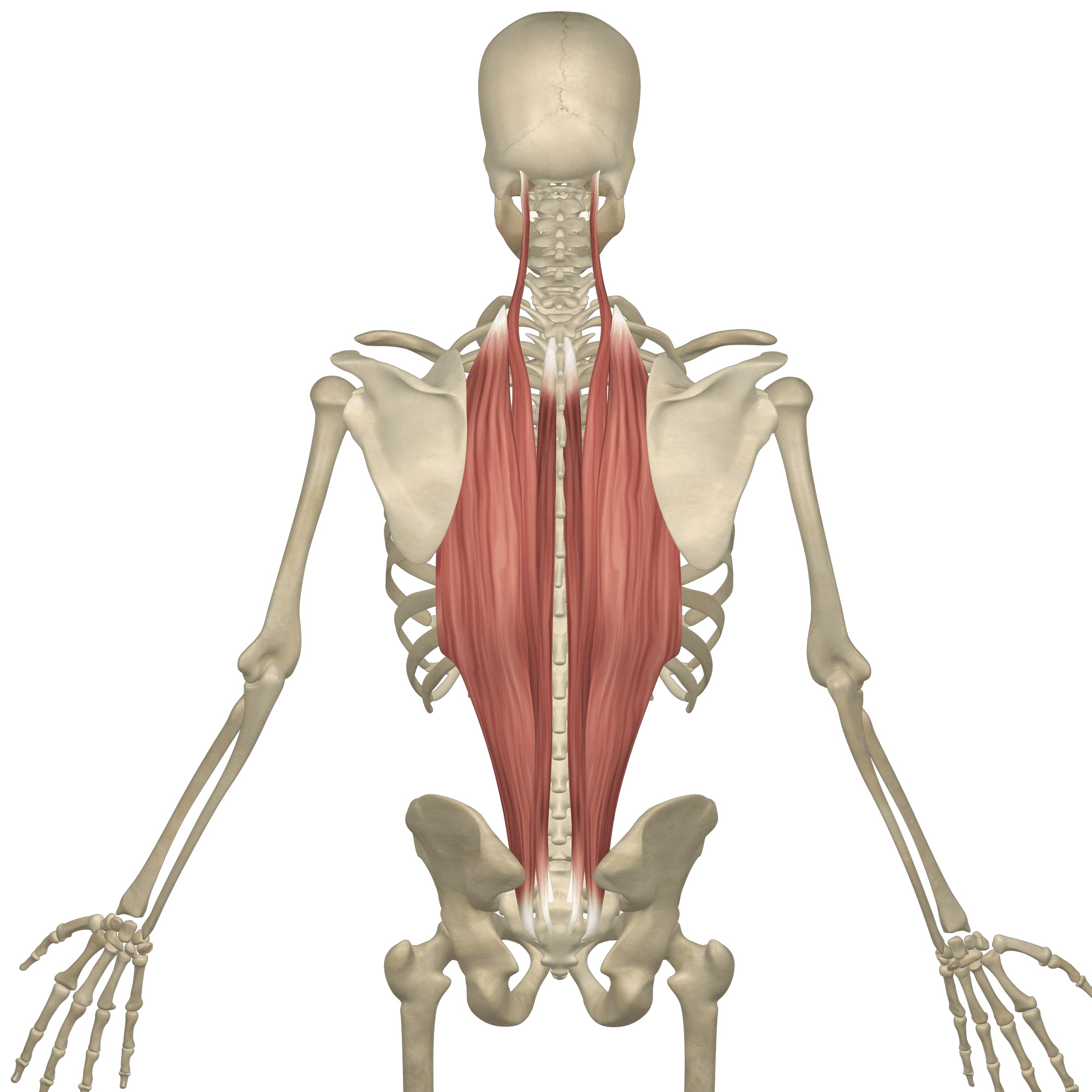O: the lumbar and lower thoracic regions of the body

I: the upper thoracic and cervical regions of the body

F: straighten the back and provide for side-to-side rotation