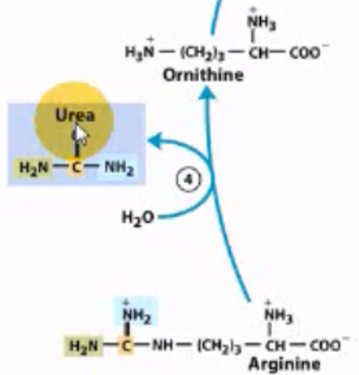 <p>Arginine breaks into urea and ornithine. Urea is transported to the kidneys for excretion, and ornithine is recycled throughout the urea cycle.</p>