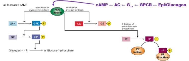 <ul><li><p><strong>Extracellular signal:</strong> Epinephrine or glucagon binds to a <strong>G protein-coupled receptor (GPCR)</strong> on the cell surface.</p></li><li><p><strong>Signal transduction:</strong> GPCR activates a G protein, which then activates <strong>adenylate cyclase (AC)</strong> → increases <strong>cAMP</strong> levels.</p></li><li><p class="my-2 [&amp;+p]:mt-4 [&amp;_strong:has(+br)]:inline-block [&amp;_strong:has(+br)]:pb-2"><strong>cAMP activates PKA:</strong> cAMP binds to and activates <strong>protein kinase A (PKA)</strong>.</p></li><li><p><strong>PKA phosphorylates:</strong></p><ul><li><p class="my-2 [&amp;+p]:mt-4 [&amp;_strong:has(+br)]:inline-block [&amp;_strong:has(+br)]:pb-2"><span>Glycogen phosphorylase kinase (</span><strong>GPK):</strong> Activates glycogen breakdown.</p></li><li><p class="my-2 [&amp;+p]:mt-4 [&amp;_strong:has(+br)]:inline-block [&amp;_strong:has(+br)]:pb-2"><span>Glycogen synthase</span><strong>(GS):</strong> Inactivates, blocks glycogen synthesis.</p></li><li><p class="my-2 [&amp;+p]:mt-4 [&amp;_strong:has(+br)]:inline-block [&amp;_strong:has(+br)]:pb-2"><span>Inhibitor protein</span><strong>(IP)</strong>: turned on Inhibits PP, maintains enzyme phosphorylation and prevents glycogenesis</p></li></ul></li></ul><p></p>