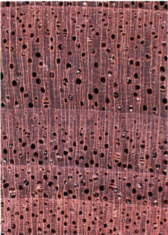 <p>What species is this? </p>