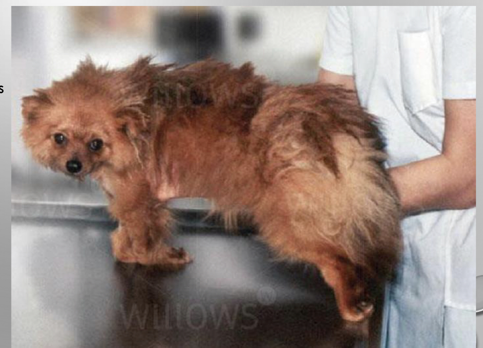 <p>CASE</p><ul><li><p>8 month M yorkie mix</p></li><li><p>progessive ataxia and weakness all 4 limbs</p></li><li><p>knucking on all 4 limbs</p></li><li><p>holds head down most of the time</p></li></ul>