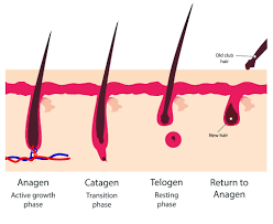 <p>Anagen- Active growth occurs </p><p>Catagen- Transitional phase</p><p>Telogen- Resting period for follicle </p><p>(Exogen- Loss of hair shaft from follicle)</p>