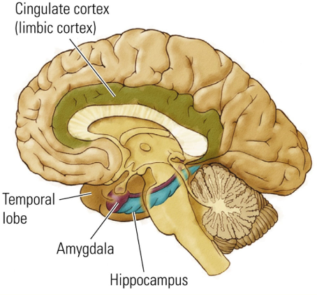 <p>a group of interconnected brain structures Involved in emotion and memory processing. creates border/hem in higher brain regions in neocortex and lower sub cortical regions</p><p>Has 3 mains structures: the amygdala, hippocampus, and cingulate cortex.</p>